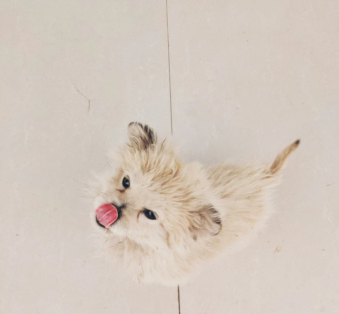 a very cute small dog laying on the floor