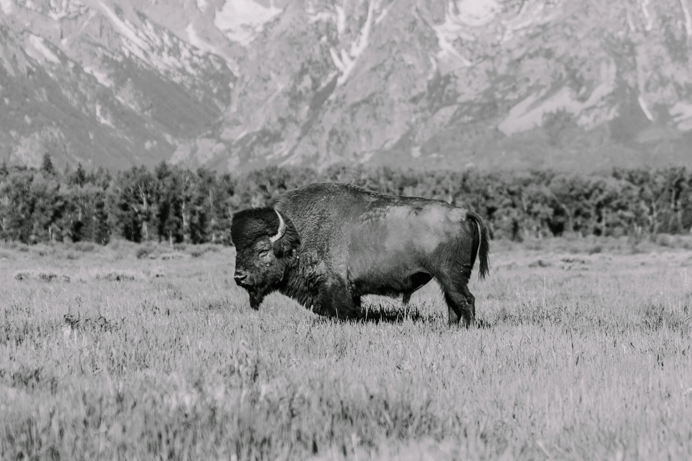 the bison is standing alone in a field