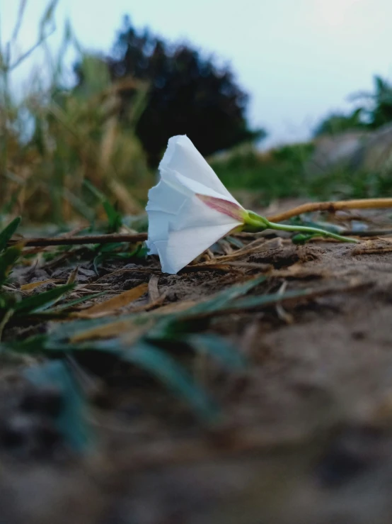 this is an image of a white paper object in the ground