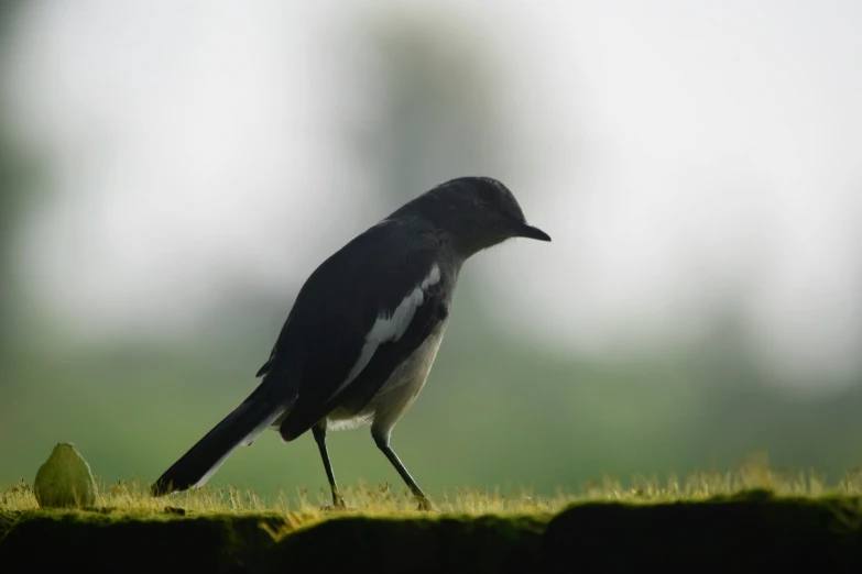 a bird standing on the grass and looking away