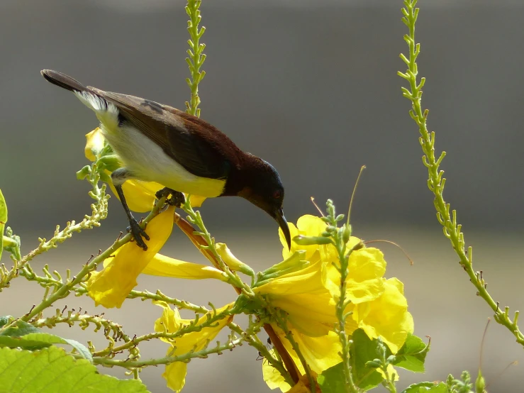 a small bird perched on a plant with yellow flowers in the background