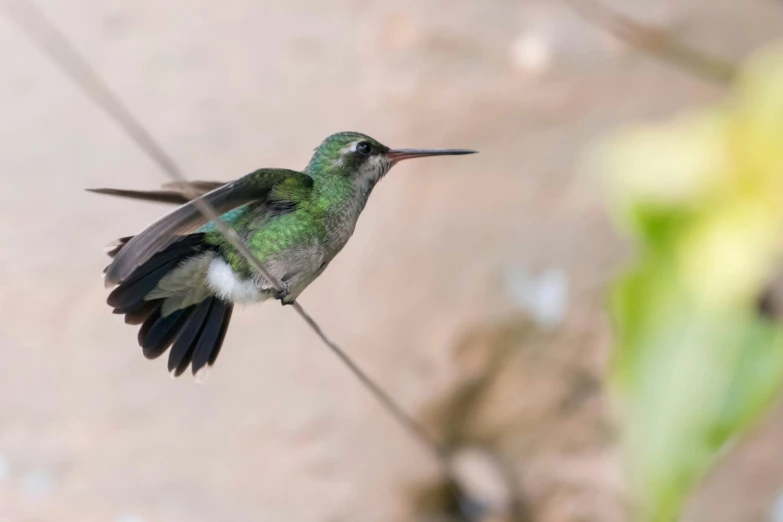 the hummingbird is flying near a plant