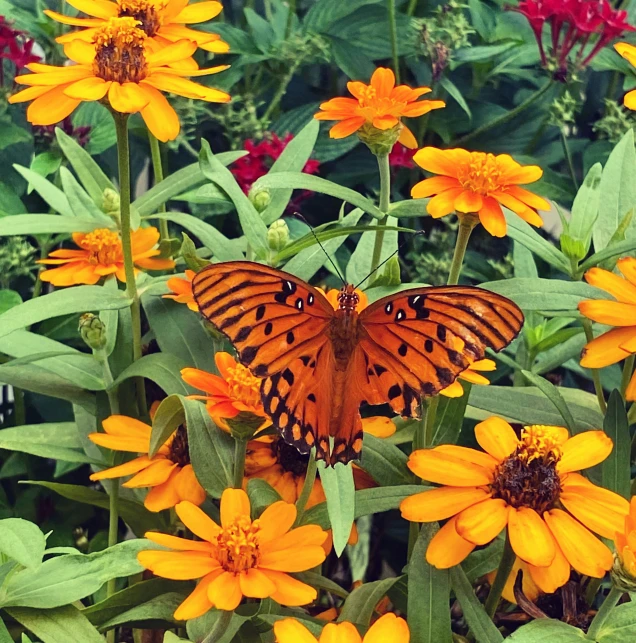 an orange erfly sits on top of a small flower