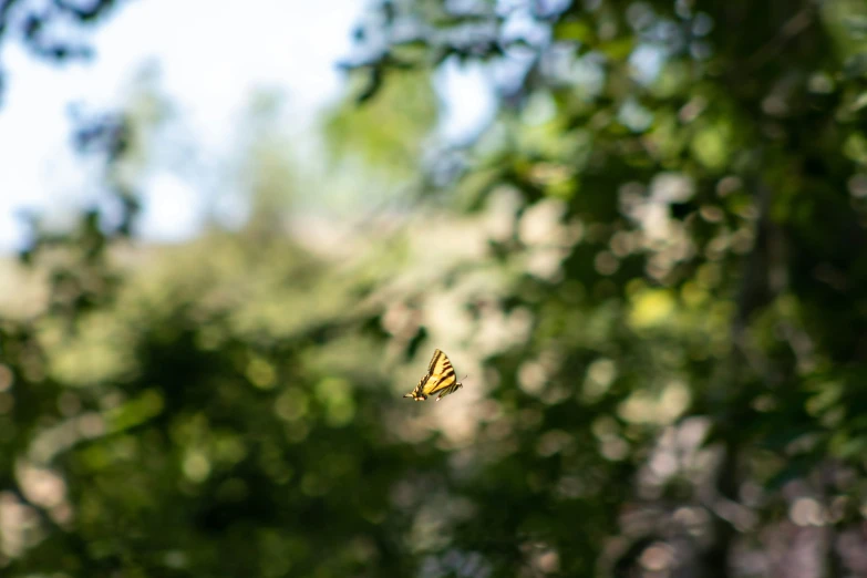 a yellow erfly flies through the air over a flower