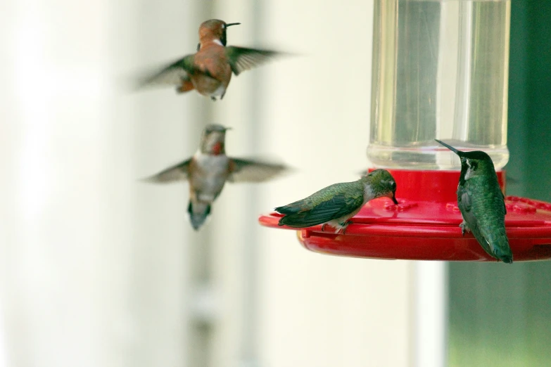 hummingbirds at a feeder eating from it