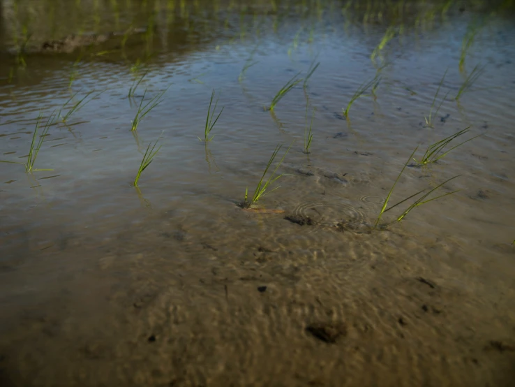 closeup view of plant life in the shallow water