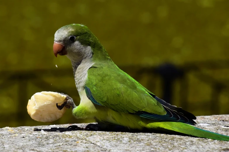 a large parrot eating a small banana on a table