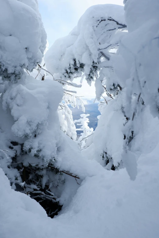 a view through the nches of snow covered trees