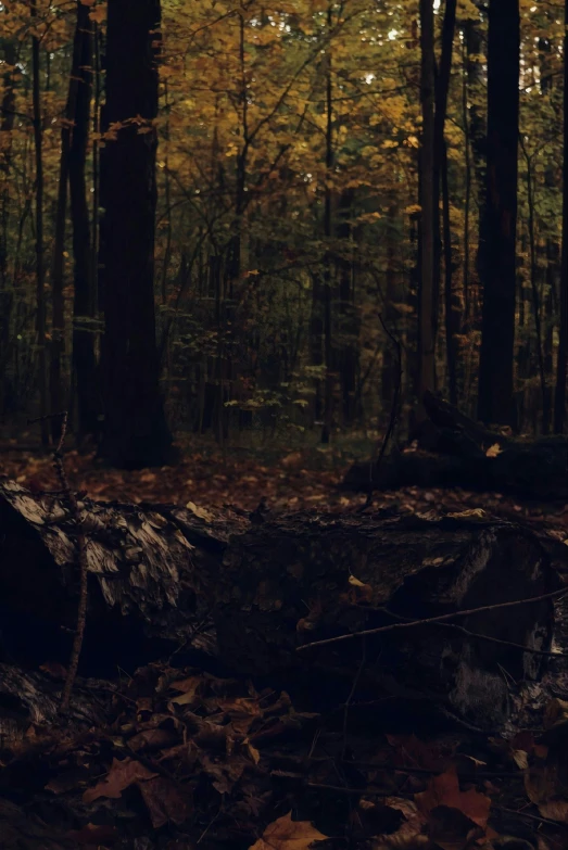 a person in a wooded area with leaves covering the ground