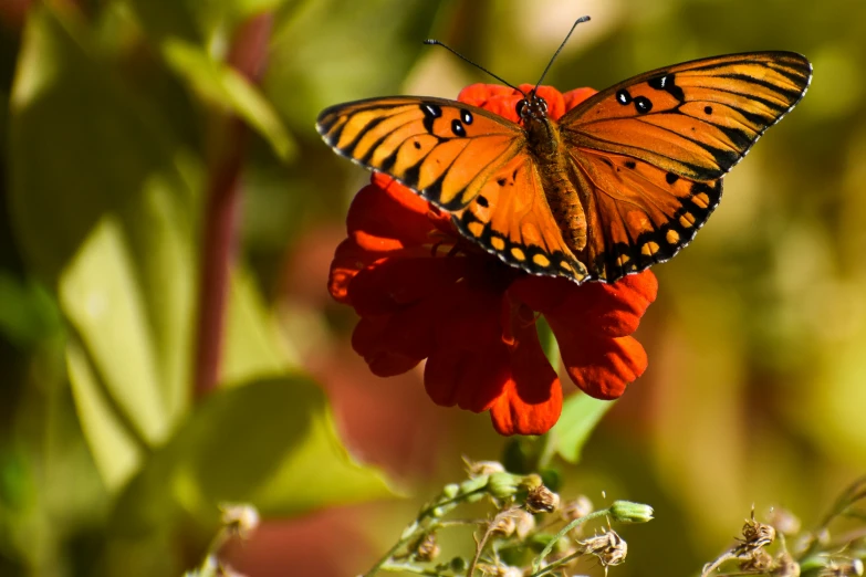 two erflies that are sitting on a flower