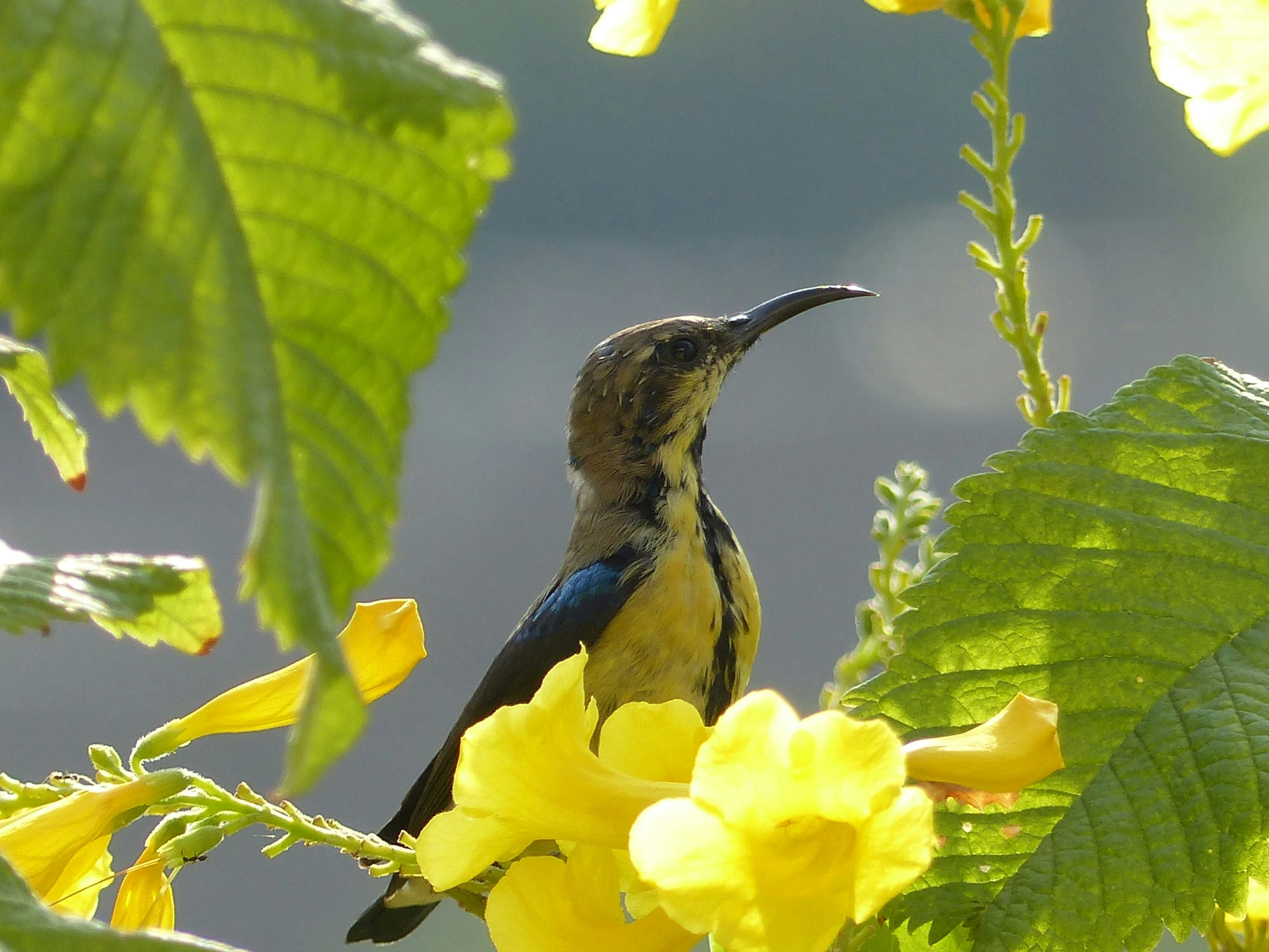 a small bird sitting on top of a lush green leaf covered plant