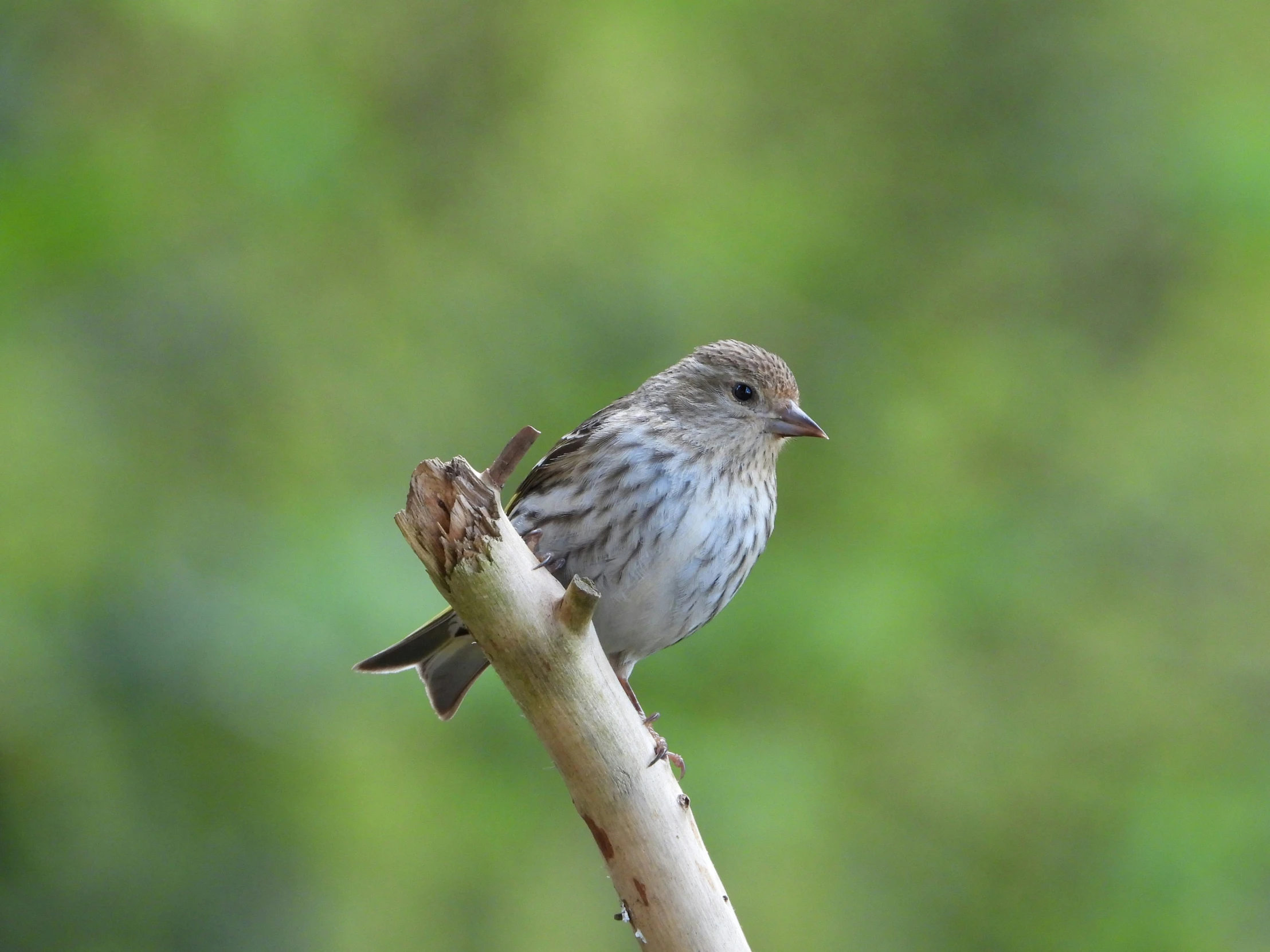 a bird perched on a tree limb on a tree