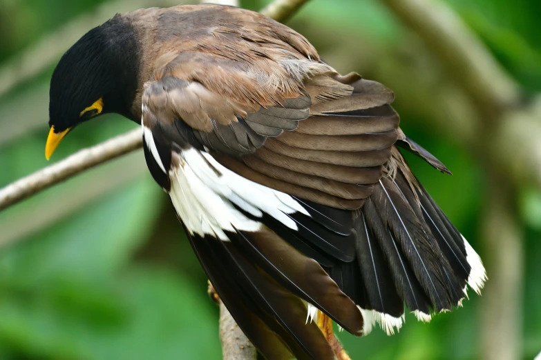 a large bird sitting on top of a tree nch