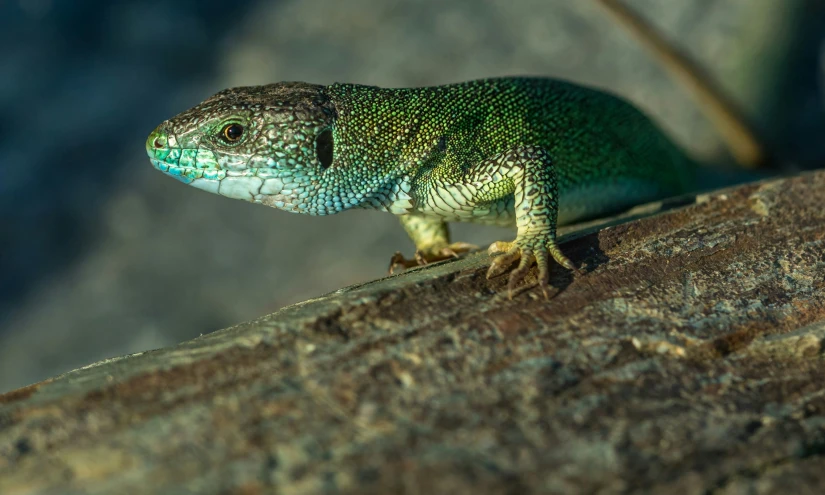 a blue and green lizard sitting on top of a rock