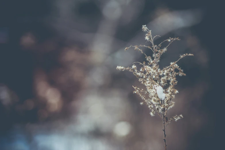 a tiny plant is standing alone on the ground