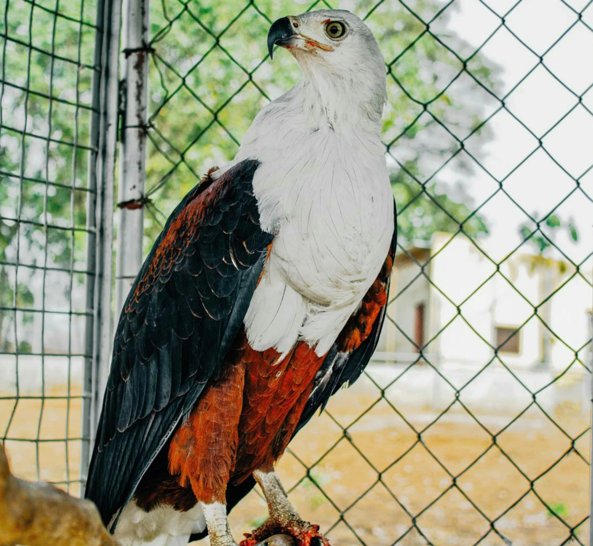 an exotic bird on the tree nch by a fence