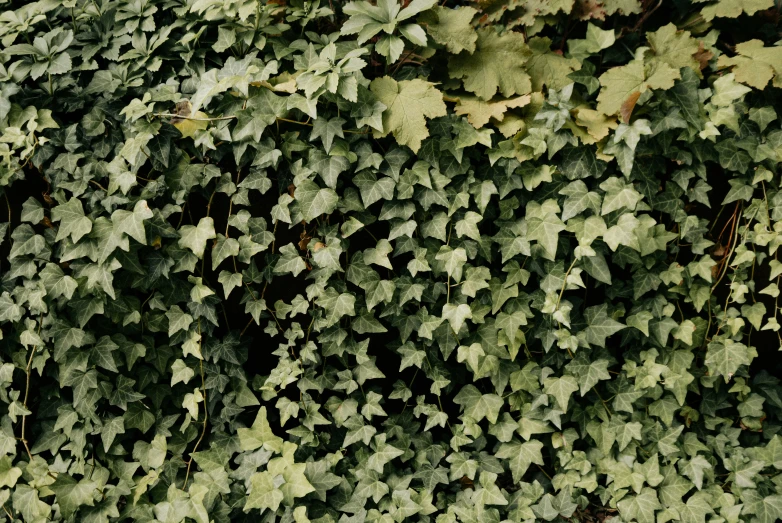 a vine covered in leaves sitting on top of a wall