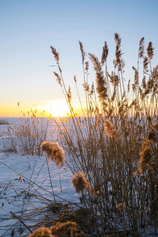 a group of tall grass with the sun rising behind them