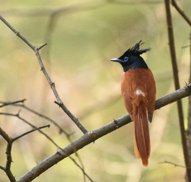 a bird sitting on a tree nch with other nches and some leaves