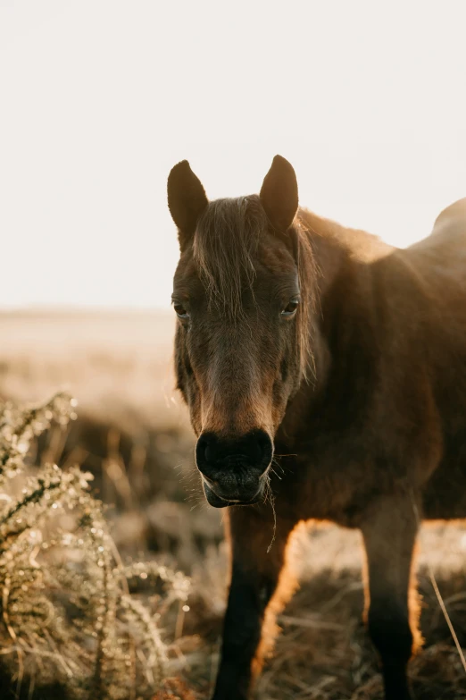 a small brown horse looking at the camera