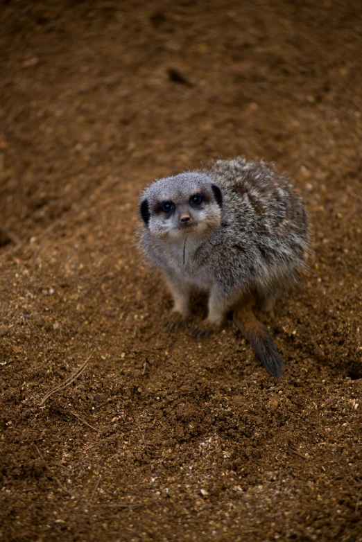 a tiny gray and black animal standing in dirt