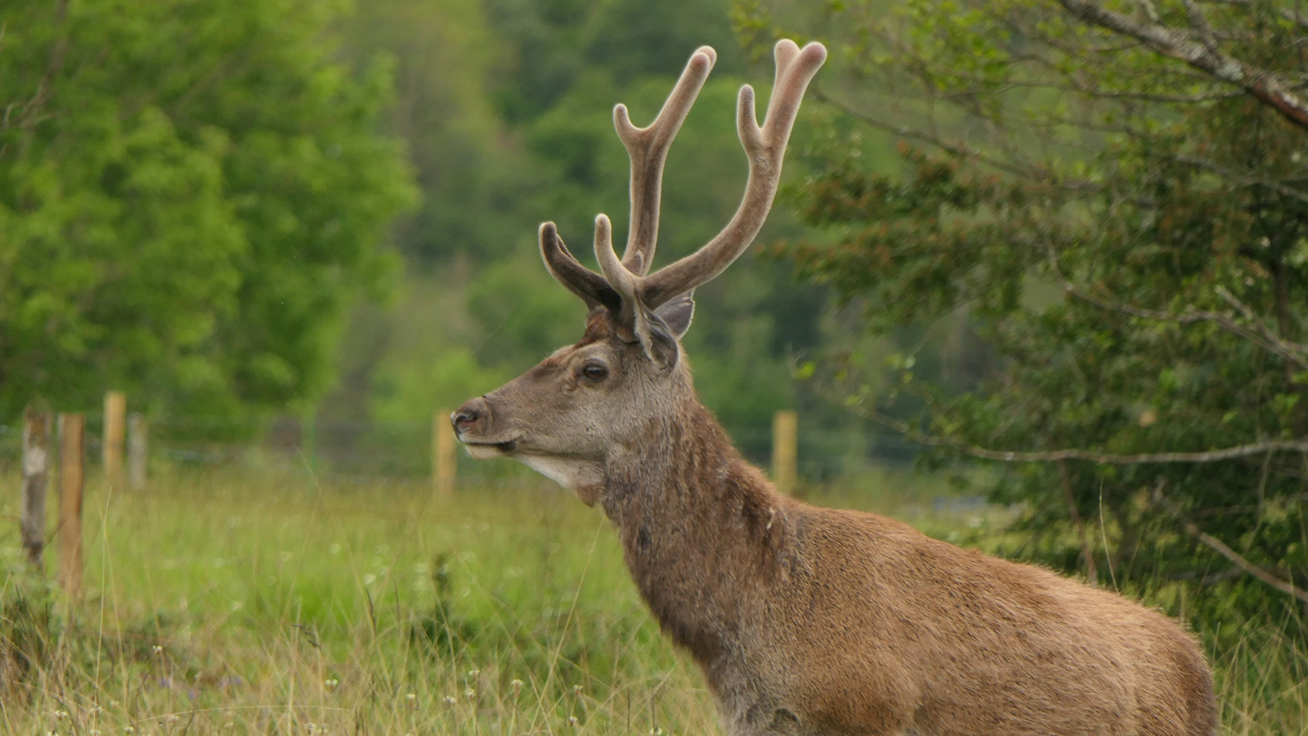 a deer is standing in the grass near trees