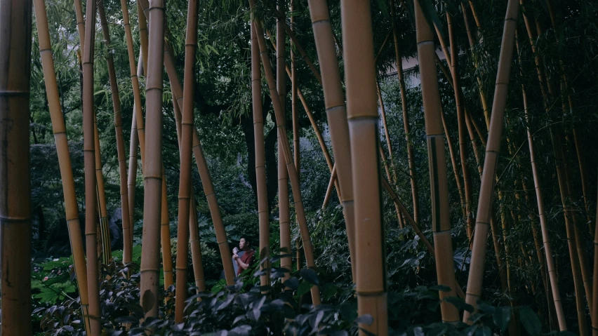 a bunch of bamboo trees in some kind of forest