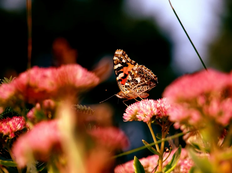 a erfly on some flowers near grass