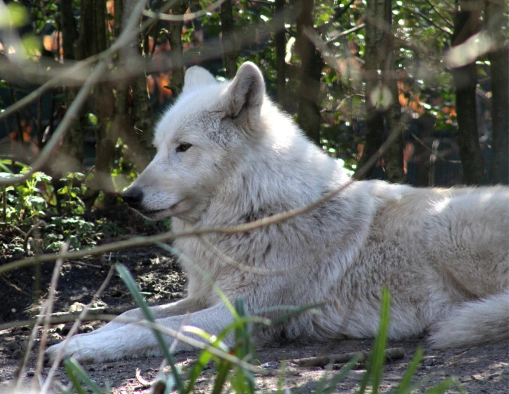 a lone white wolf resting in the sun