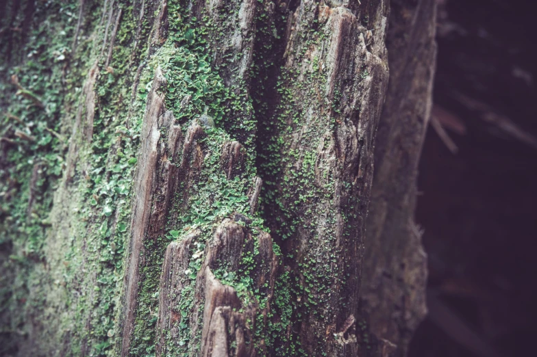 green moss covered rocks against a dark background