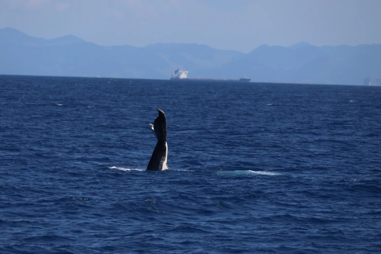 an image of whale jumping out of water