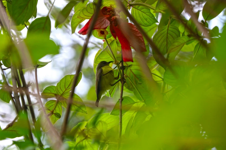 an unkempt plant with green leaves and red flowers