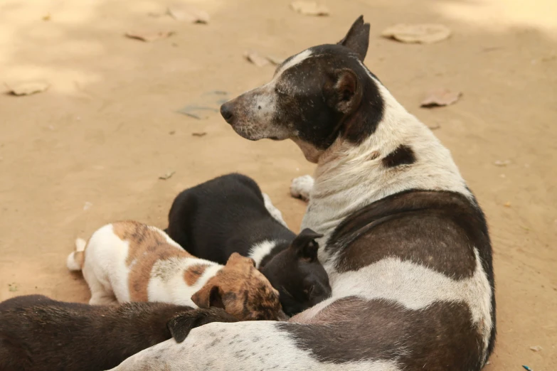 a dog laying down in the sand by itself