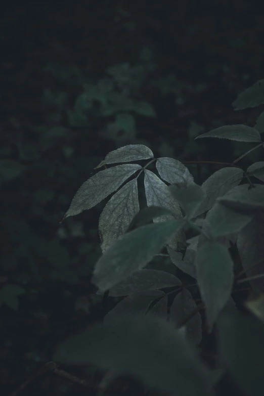 dark leaves are hanging from trees in the night