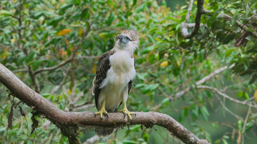 a very big pretty bird on a tree nch