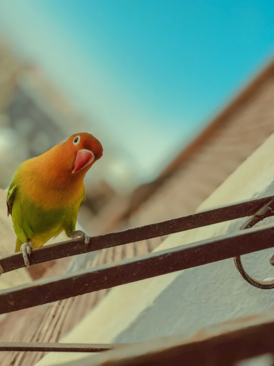 a yellow and green bird on the back deck of a house