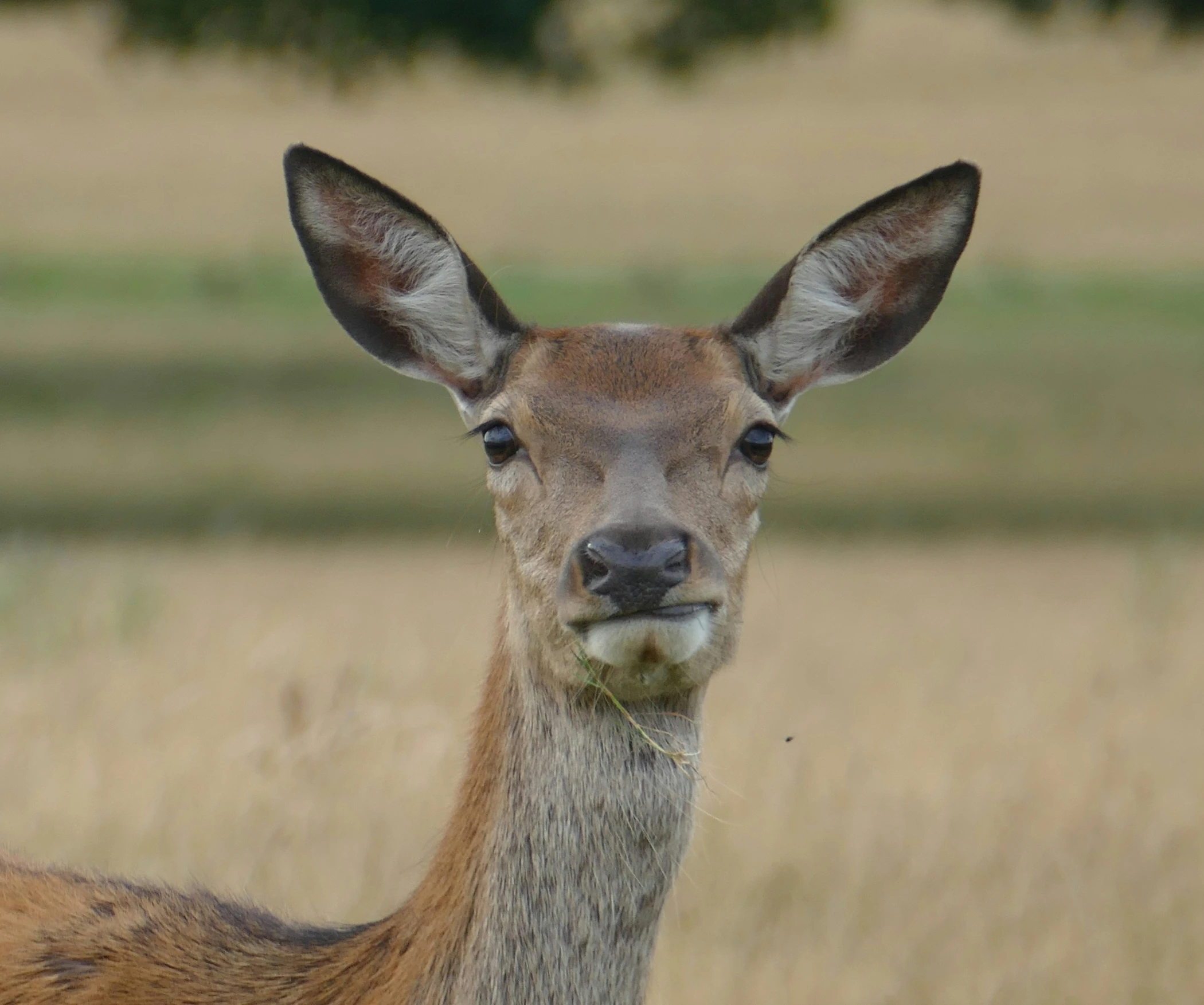 a deer standing on top of a dry grass field