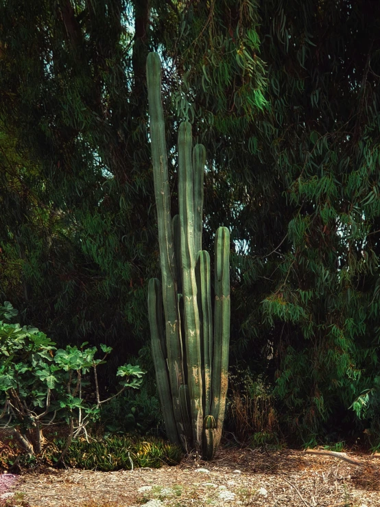 an image of a desert area with a plant and animals