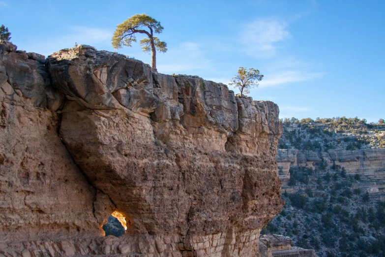 a tree that is on top of a rock