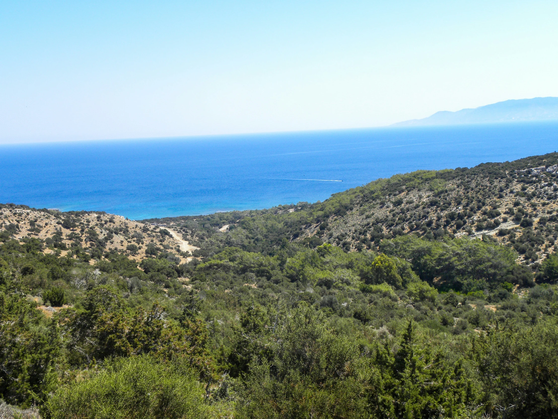 an open area with a few bushes and trees