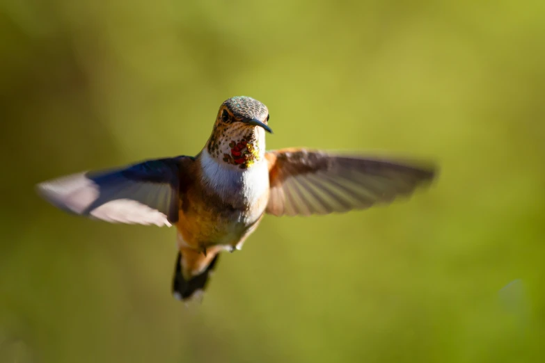 the hummingbird is flying near a green blurry background