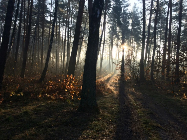 a path in the woods is surrounded by trees