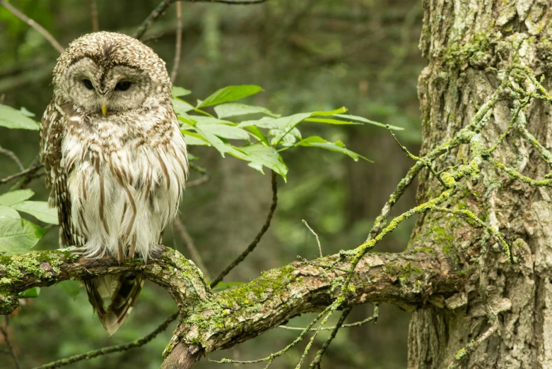 an owl perched on top of a tree nch