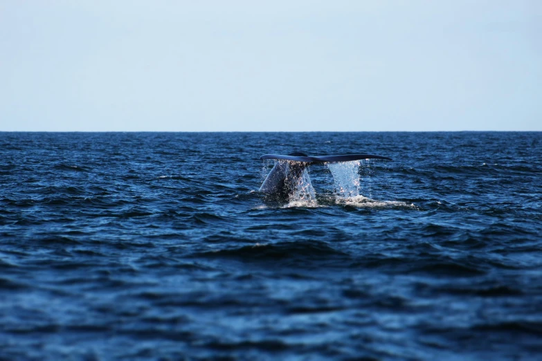 a very big whale that is jumping out of the water