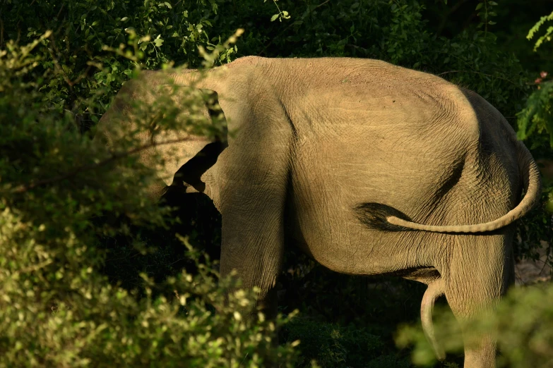 a baby elephant standing on the grass by its mother