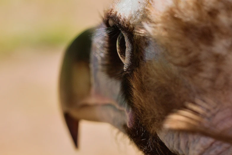 the nose of an elephant looking directly into the distance