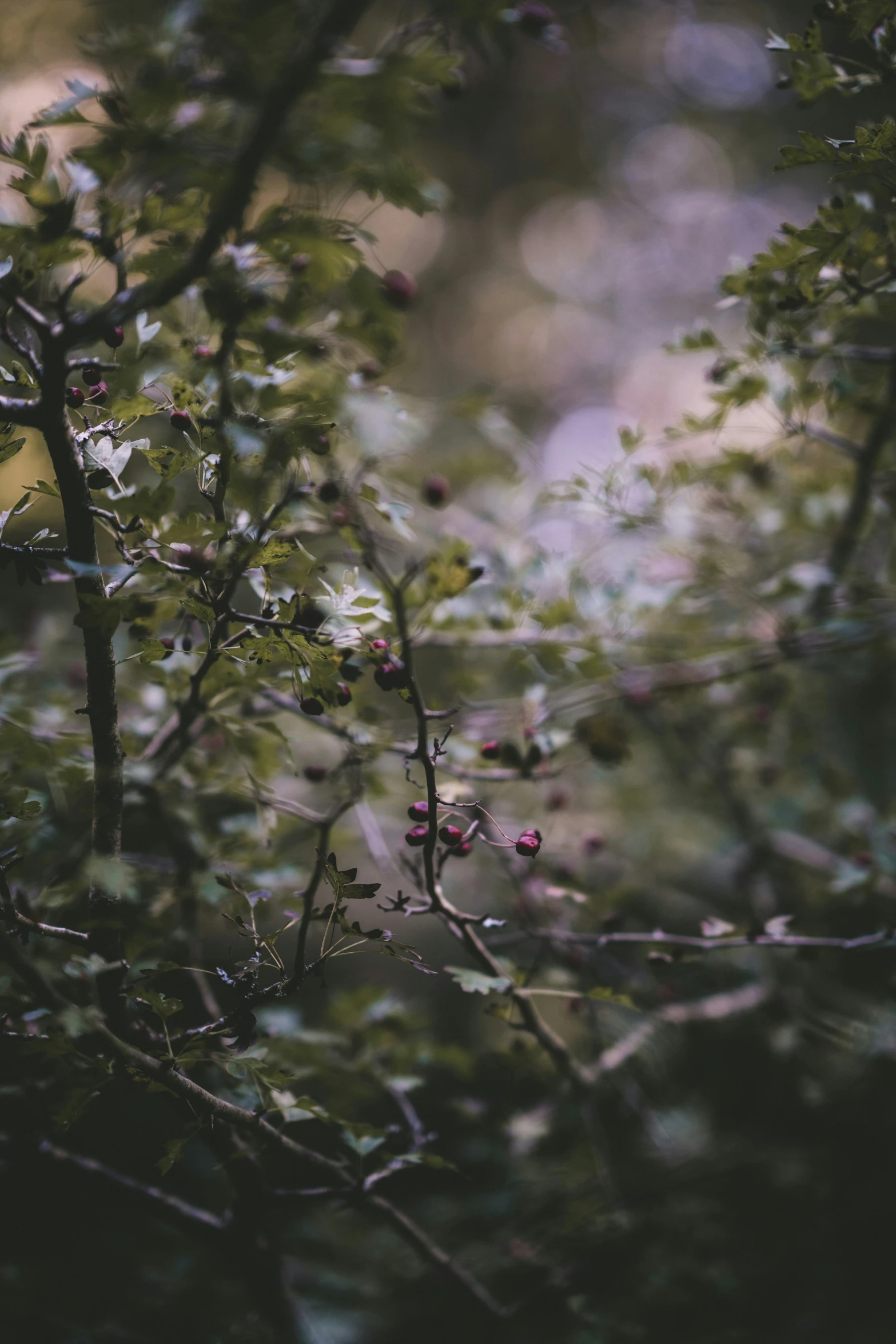 trees in bloom in the early evening hours