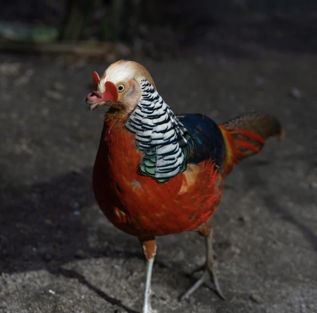 the bird is standing on the street with an egg