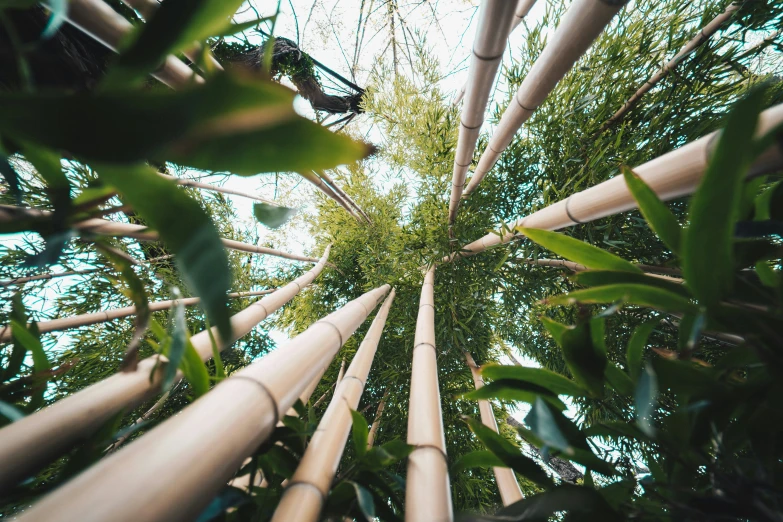 a tall bamboo tree is shown through the leaves