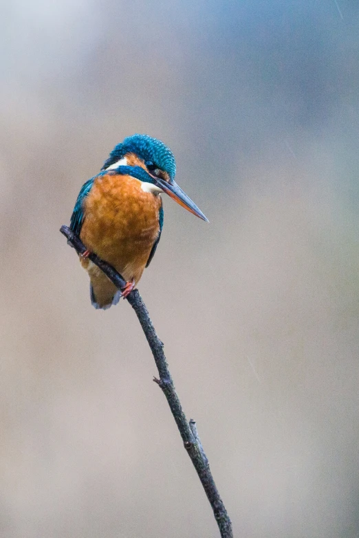 a blue, brown and white bird sitting on a nch